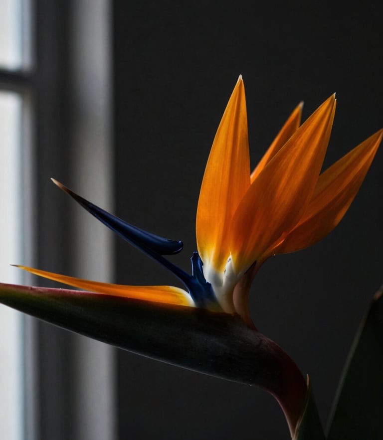 Macro close-up of a single dramatic orange bird of paradise flower, sharp architectural lines, deep charcoal background, side-lit chiaroscuro light, moody editorial photography