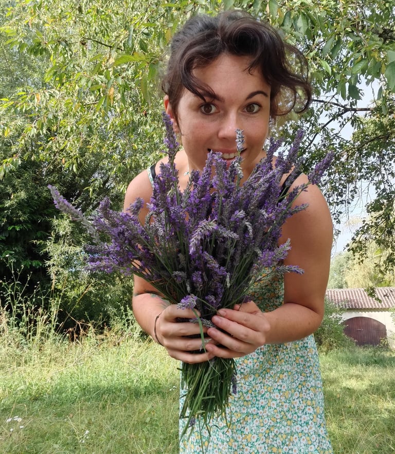 Lavande récoltée à la main dans le jardin