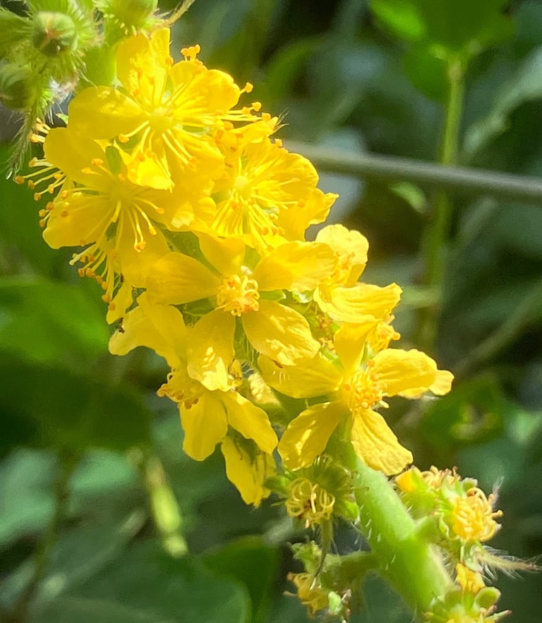 Terapia Holistica, Esencias Florales, Holistic therapy, Flower essence