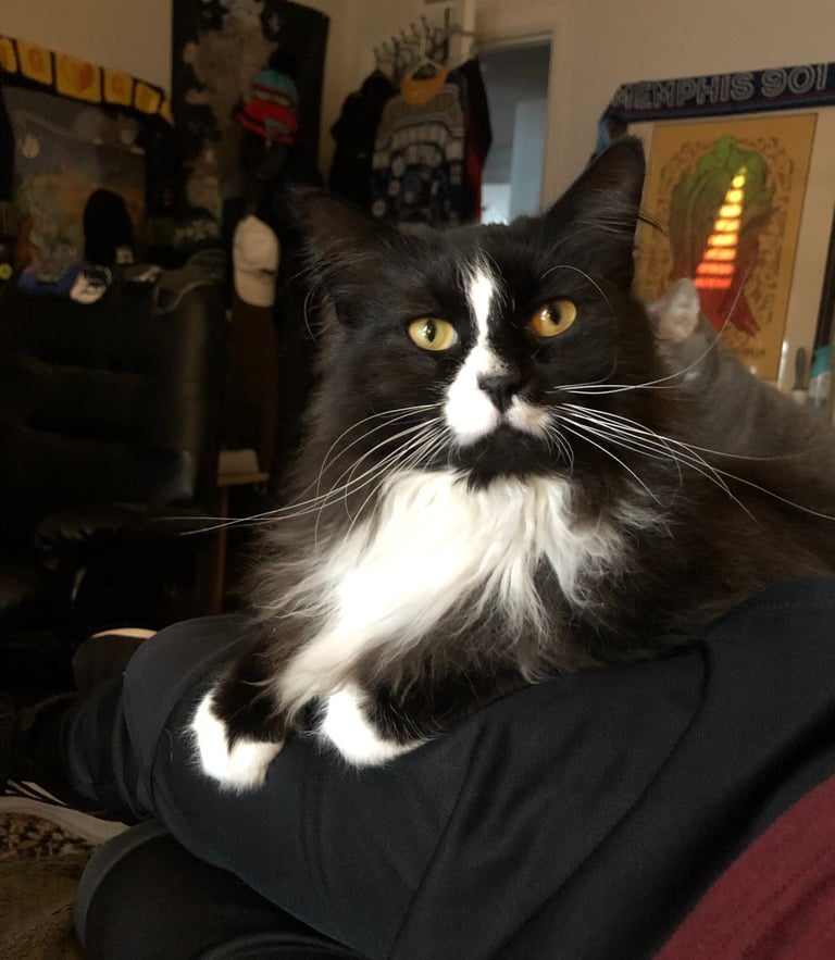 pet sitter visiting cat