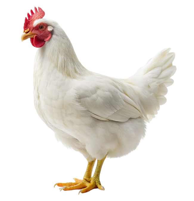 Galinha - Avicultura