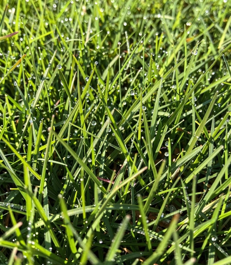 Close-up of dense, vibrant green grass texture with morning dew drops, low-angle shot, sharp details, shallow depth of field