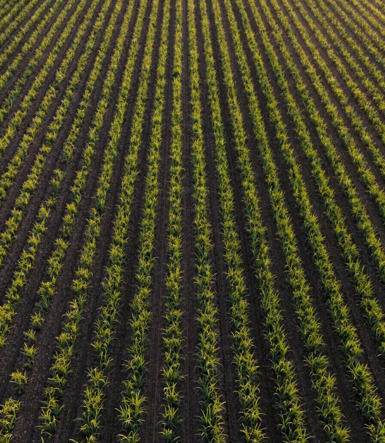 Aerial drone perspective of perfectly straight emerald crop rows in early morning golden light, rich dark loam visible between lines.