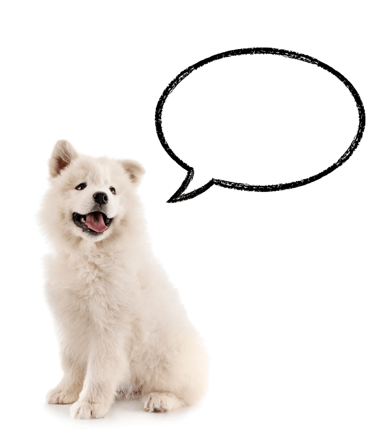 White husky with a talking bubble