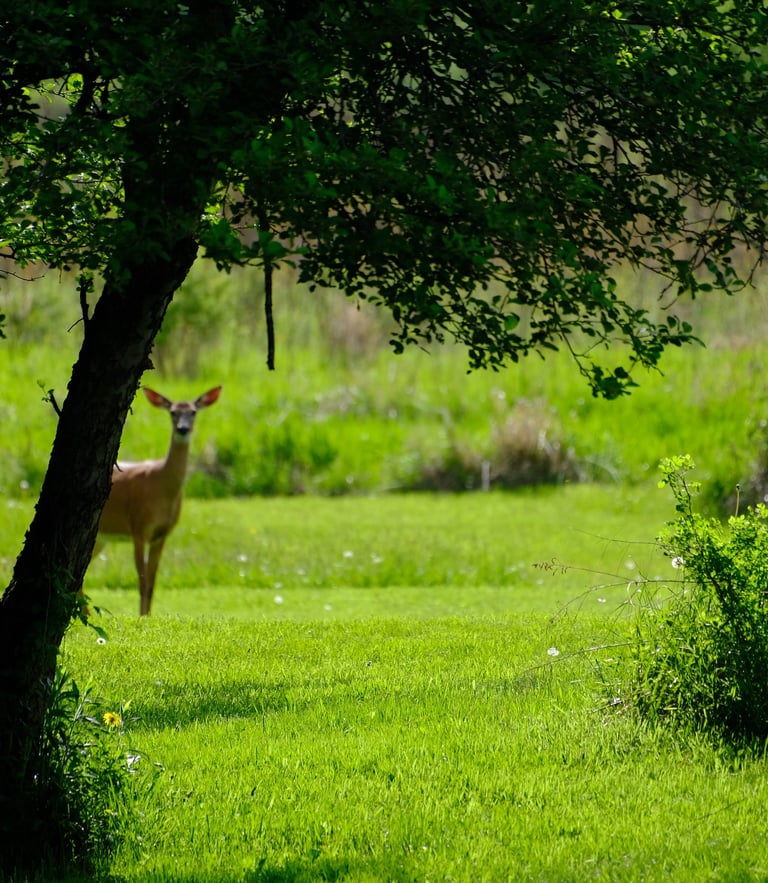 Deer