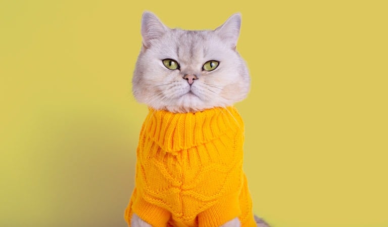 Un gato British Shorthair gris con un jersey de punto amarillo brillante sobre un fondo amarillo.