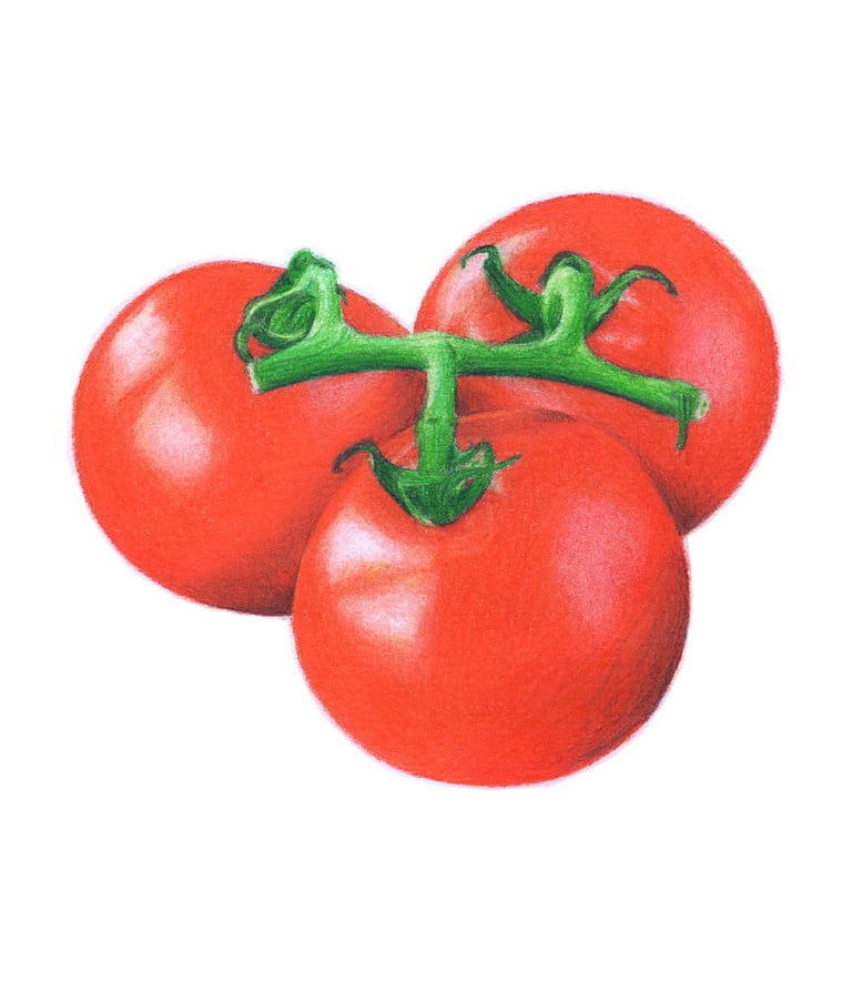 Tomato illustration