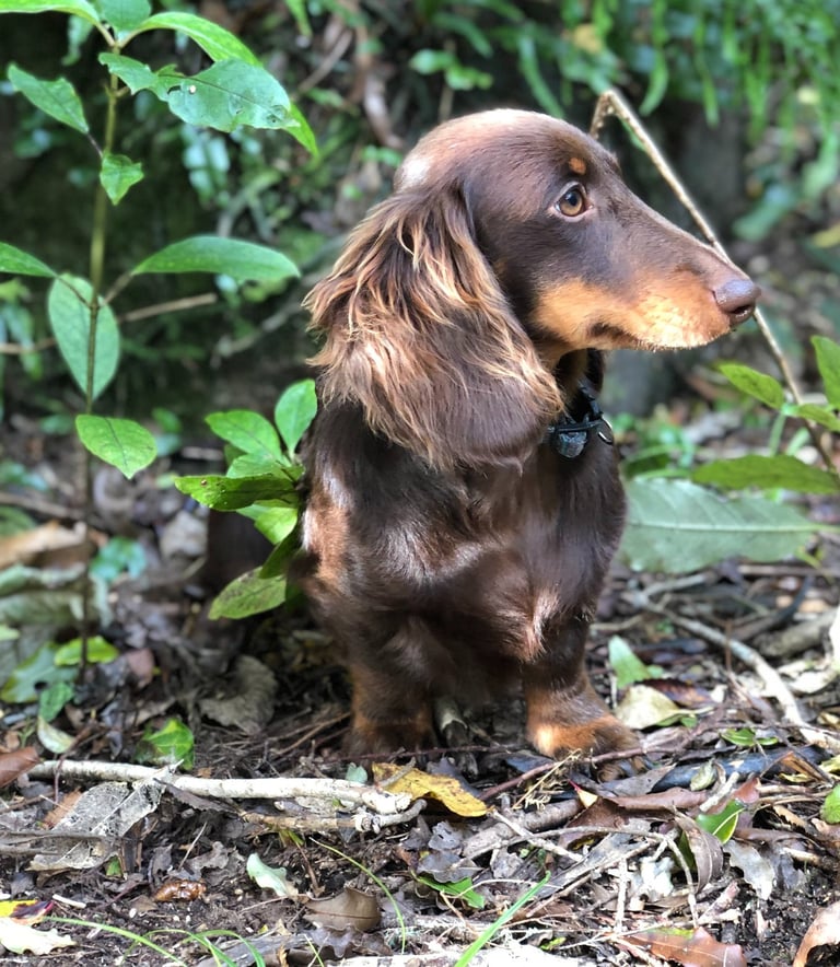 miniature dachshund breeder New Zealand