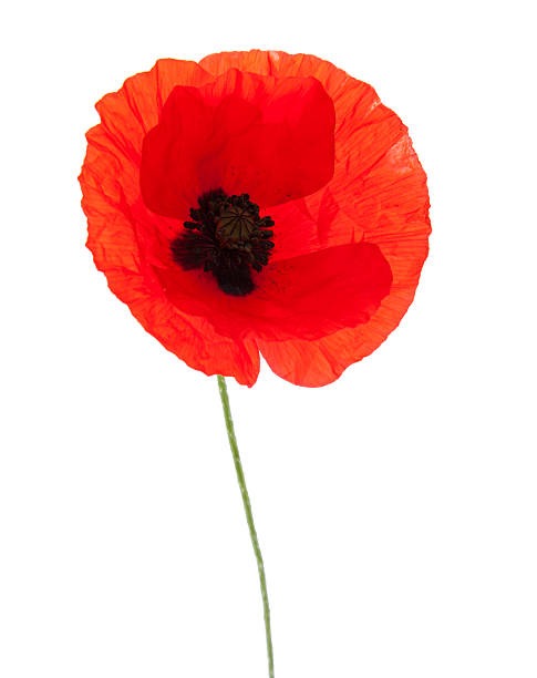 a single red poppy flower on a white background