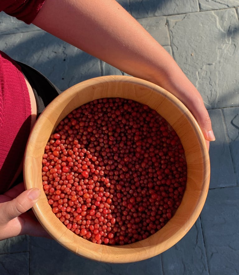 Wooden bowl filled with autumn olives; a foraged invasive fruit