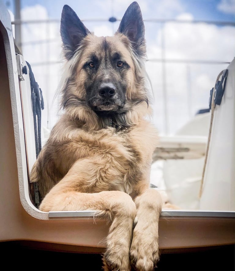 Dog on a sailboat in the Caribbean – perfect candidate for an online veterinary consultation