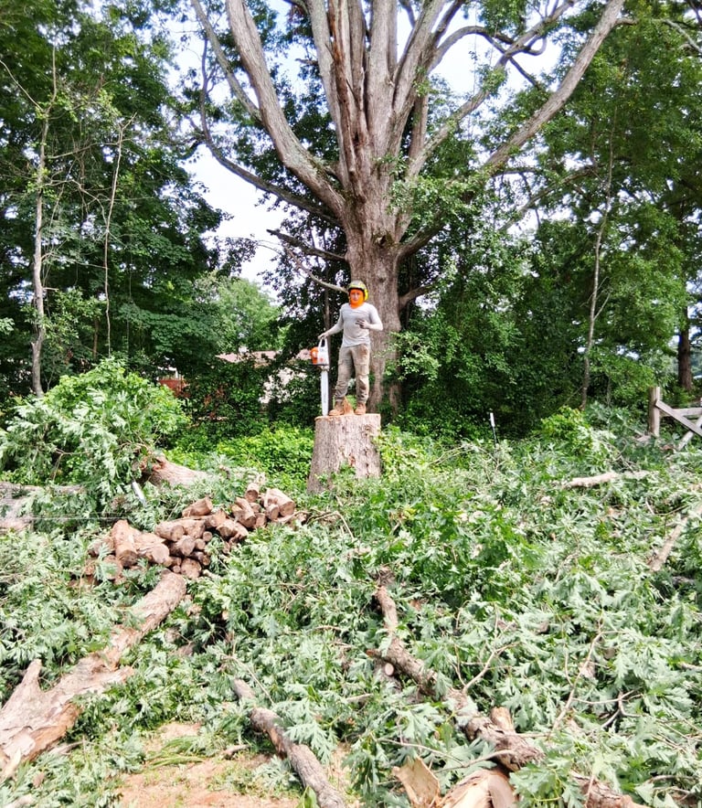 Arborist standing on a tree stump surrounded by fallen branches after a complete tree removal servic