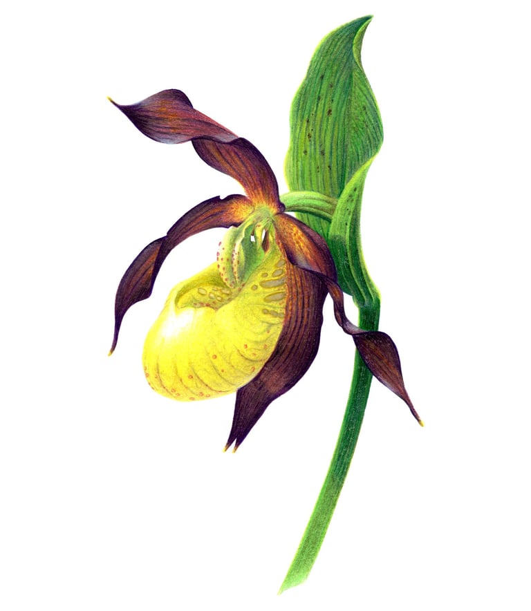 Lady's slipper illustration