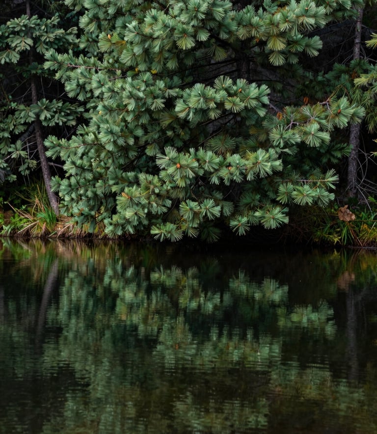 A calm, still pool of water reflecting the pine green needles of a Douglas fir tree in a North American / US forest, conveying natural serenity and peace.