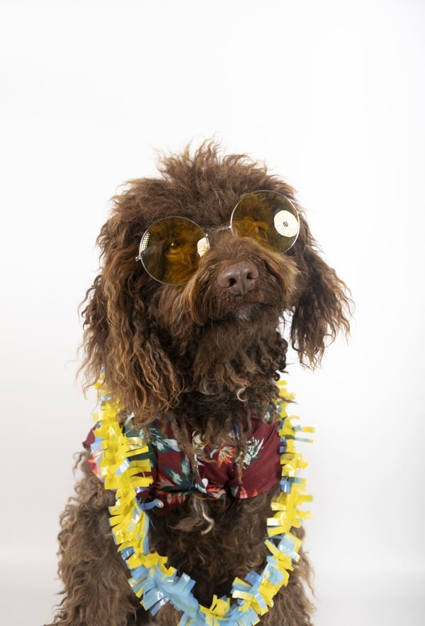 Perrito hippie