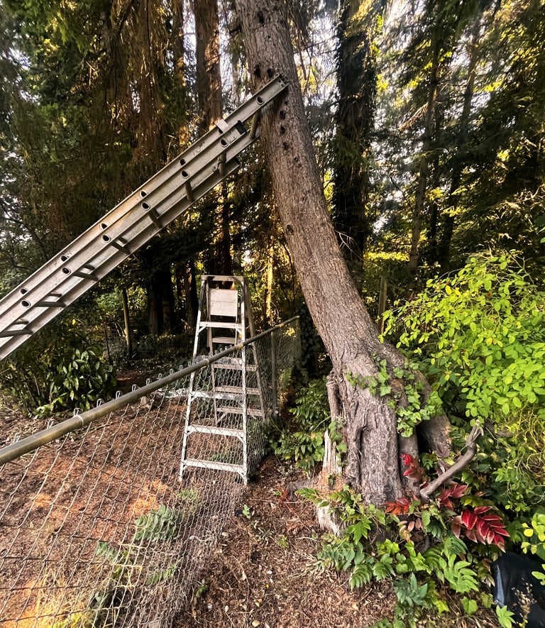 A hazardous tree being prepared for removal in Bothell Washington