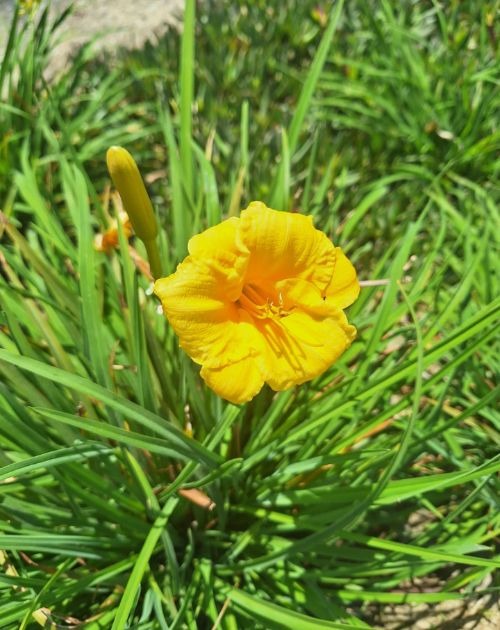 a yellow flower with a green leafy plants
