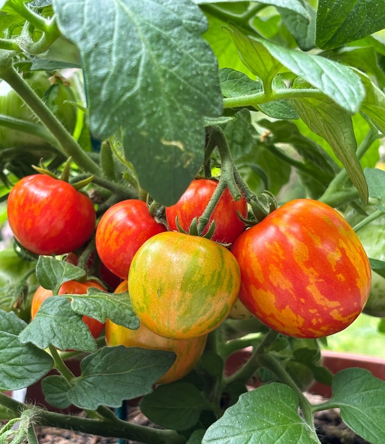 Micro Dwarf Tiny Tiger tomatoes, showing small, striped cherry tomatoes in shades of red and golden-orange