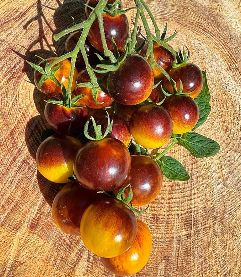Awesome Emma tomatoes, clusters of cherry sized, smooth, bright purple/yellow, promoted as a sweet, productive variety