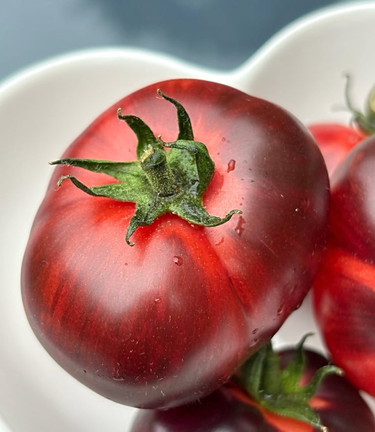 Eye Candy dwarf tomato plant with clusters of small crimson/pink, and antho fruits on a compact, bushy plant.