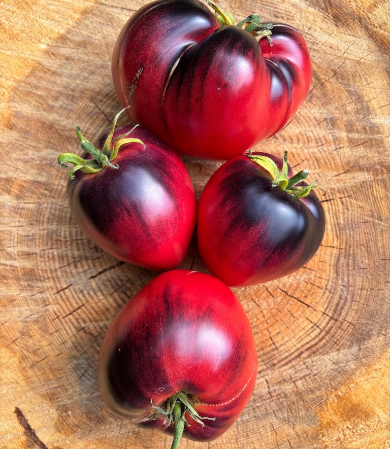 KAS 21 tomato with clusters of smooth, round, bright red tomatoes, a high-yield variety valued for its disease resistance