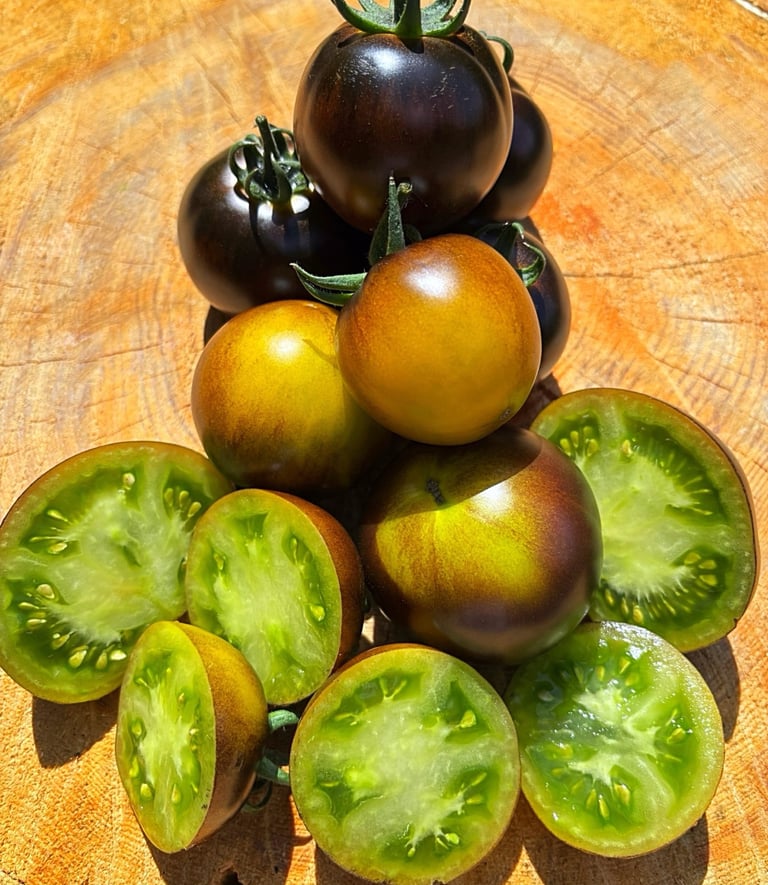 Wagner Blue Green tomato with medium fruits showing blue shoulders and green flesh, grown on sturdy, productive vines