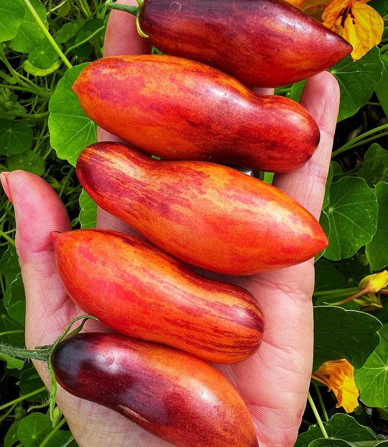 ANTHO PINK PANTHER Dwarf Tomato 