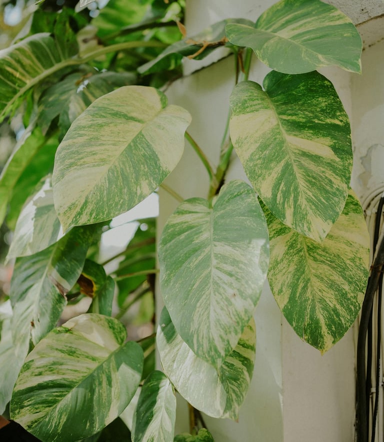 Epipremnum Hawaiian