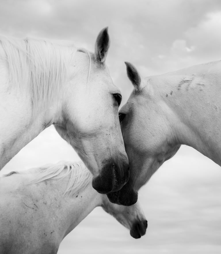 Portrait of horses by Laura Mommicchi