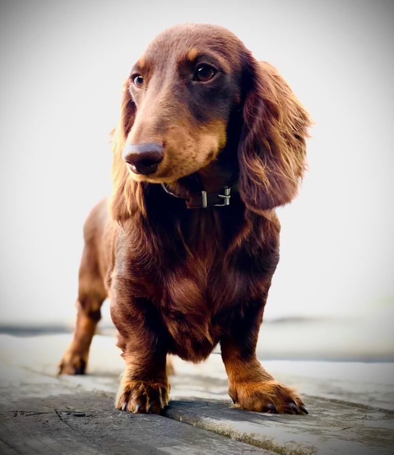 miniature dachshund New Zealand