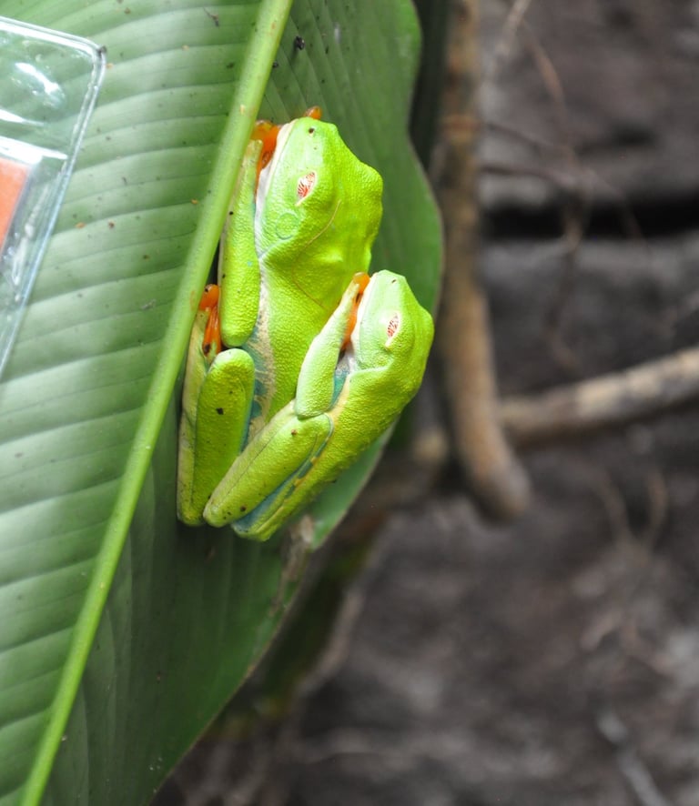 poison dart frogs at the La Paz Waterfall Garden and Nature Park, Costa Rica