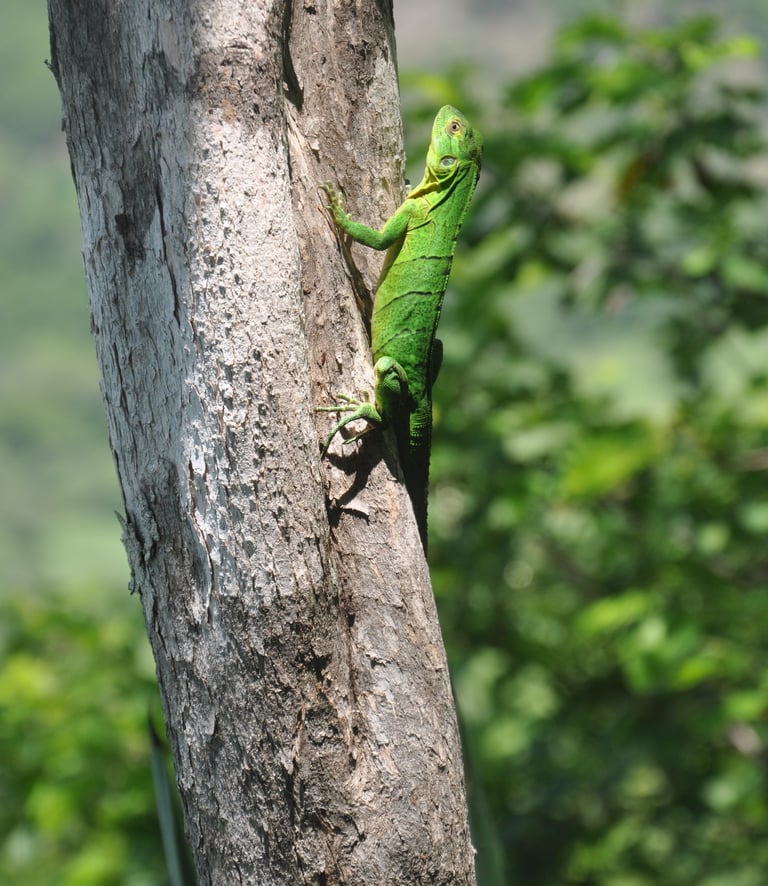 Lizard at Barra Honda National Park, Costa Rica