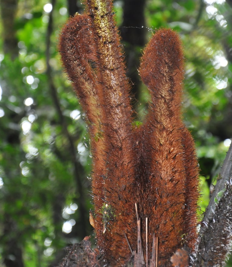 Monteverde Cloud Forest Reserve, Costa Rica