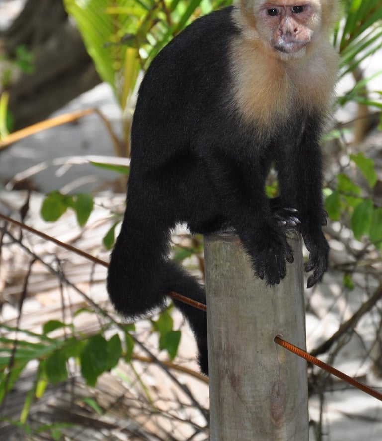 monkey at Manuel Antonio National Park, Puntarenas, Costa Rica