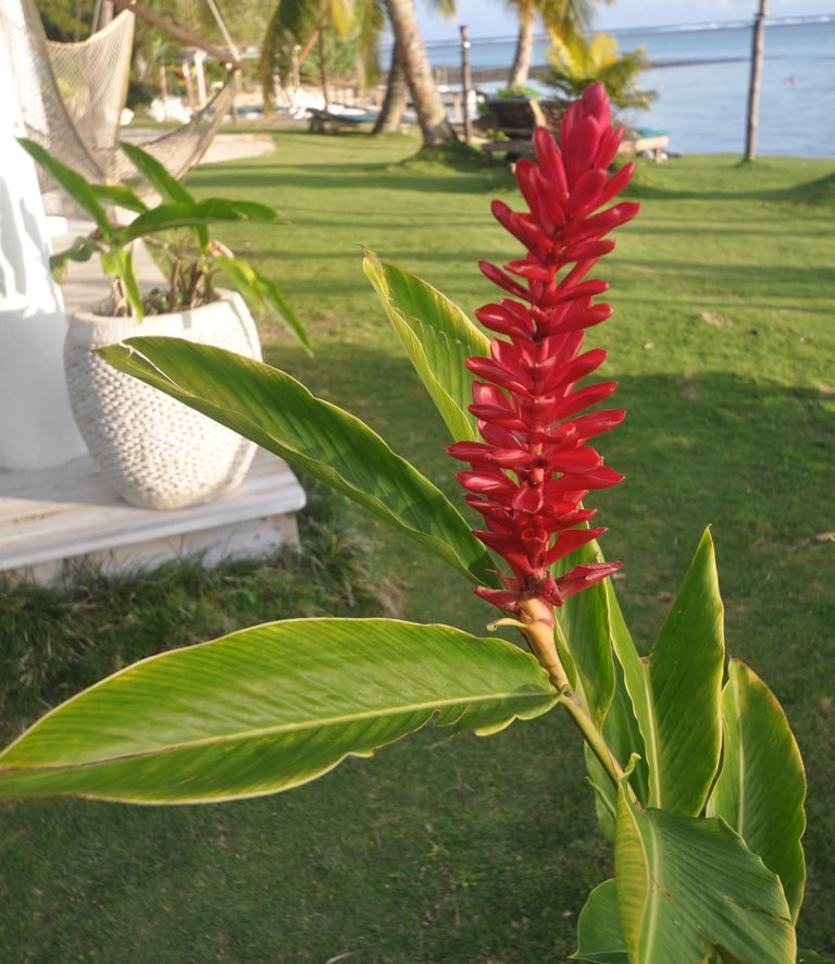 Mango Bay Resort, Namatakula, Fiji