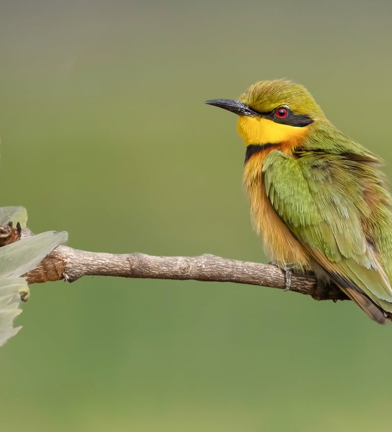 Bee-eater | Birding Adventures Gambia