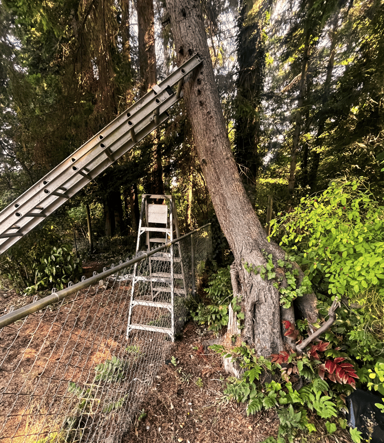 A leaning tree creating danger needs to be removed in Snohomish County, WA