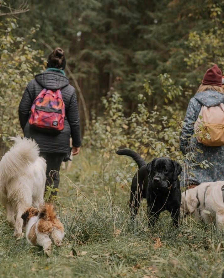 Hundewanderung mit mehren Hunden und Haltern