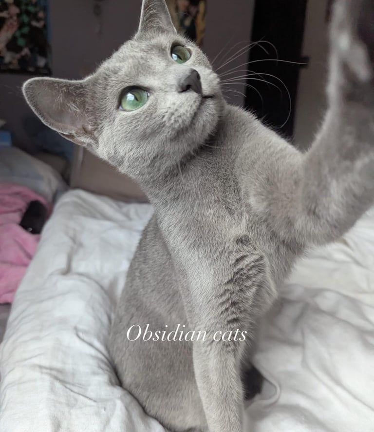 obsidian cats bleu russe