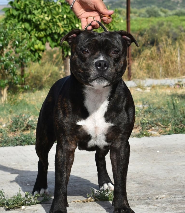 Staffordshire bull terrier pedigree enci fci grecalestaffs allevamento