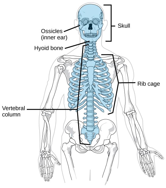 a diagram of axial skeleton