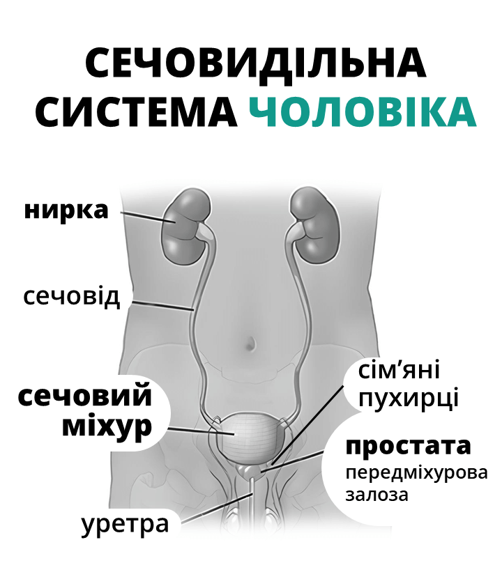 сечовидільна система, простата