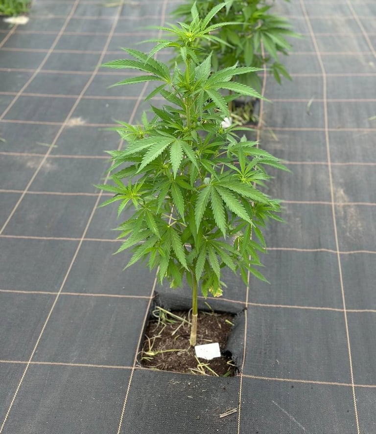 a row of potted hemp plants in a row