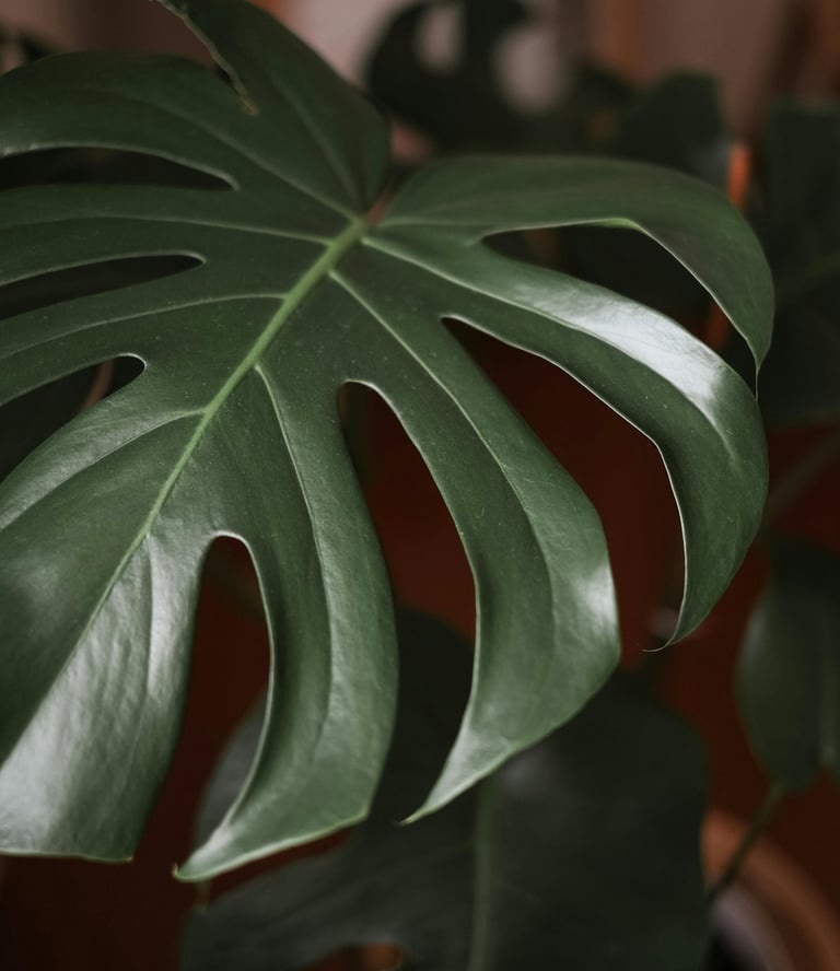 Young Monstera leaf with splits but no holes