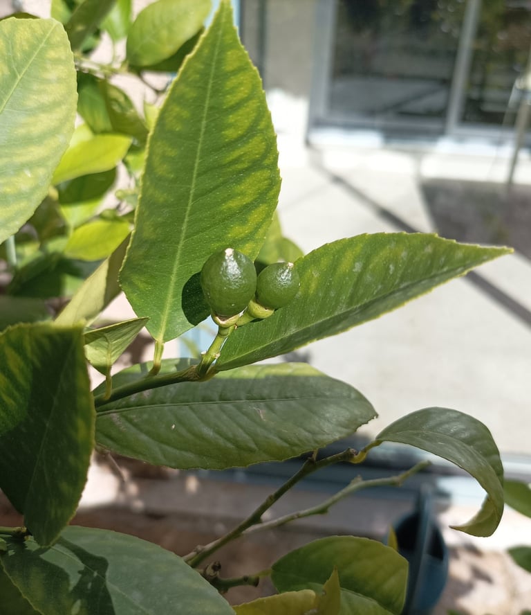 Tiny lemons