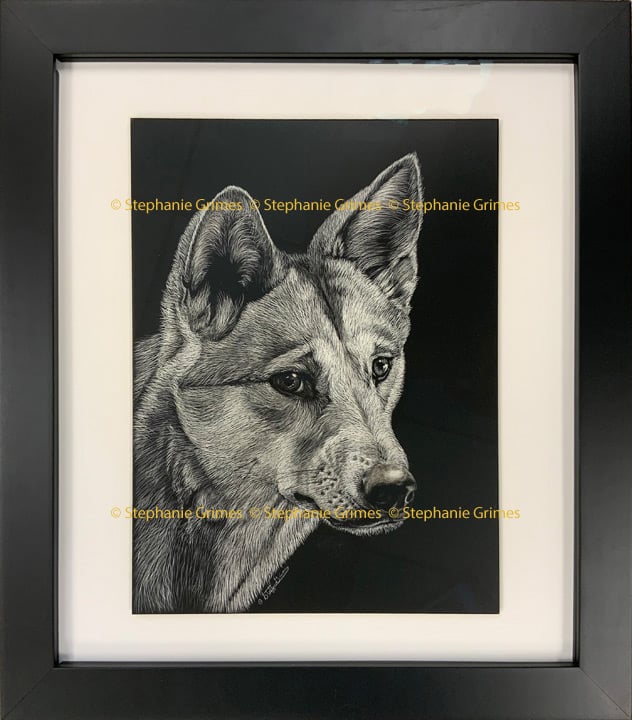 Detailed portrait of a dingo dog in scratchboard