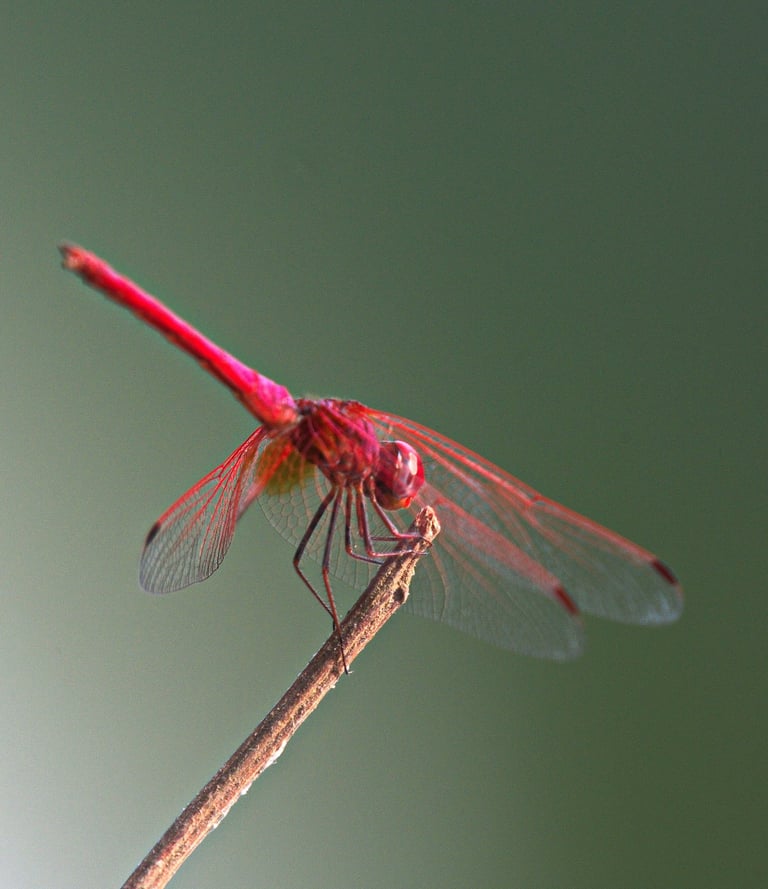 dragonfly in Bardiya