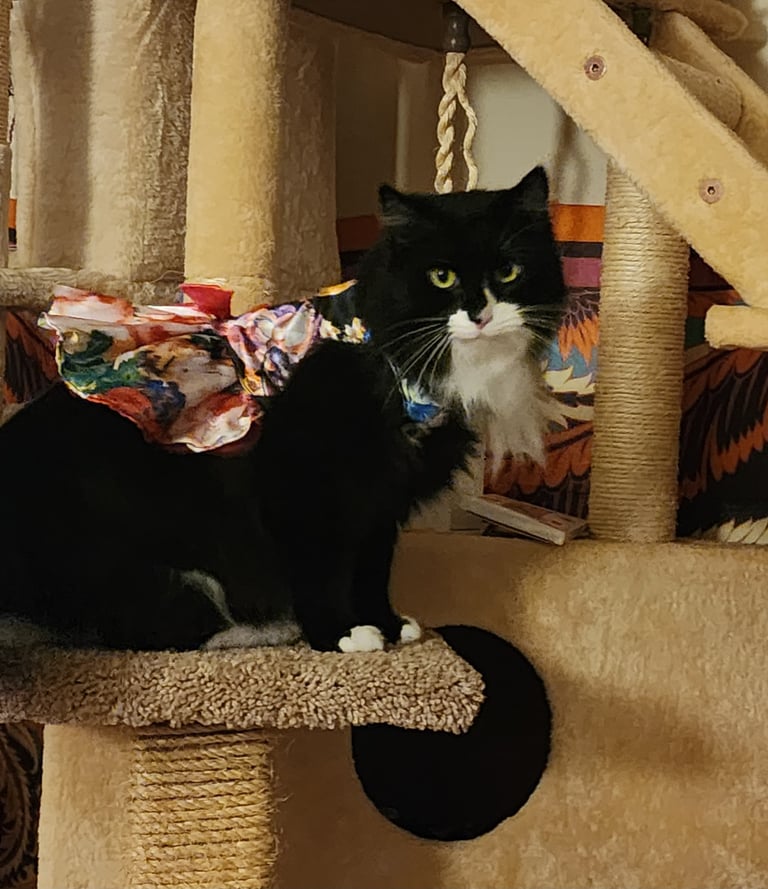 Ensure pet care pet sitter licensed bonded in Aspen Hill, MD