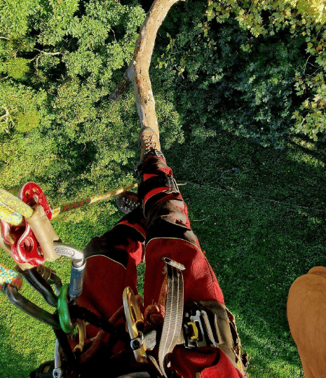 arboriste grimpeur encordé et marchant sur une branche 
