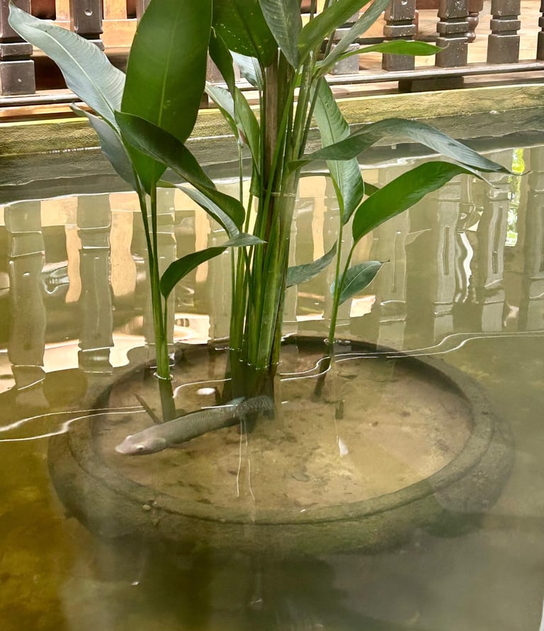 Fish Escaping the Pot